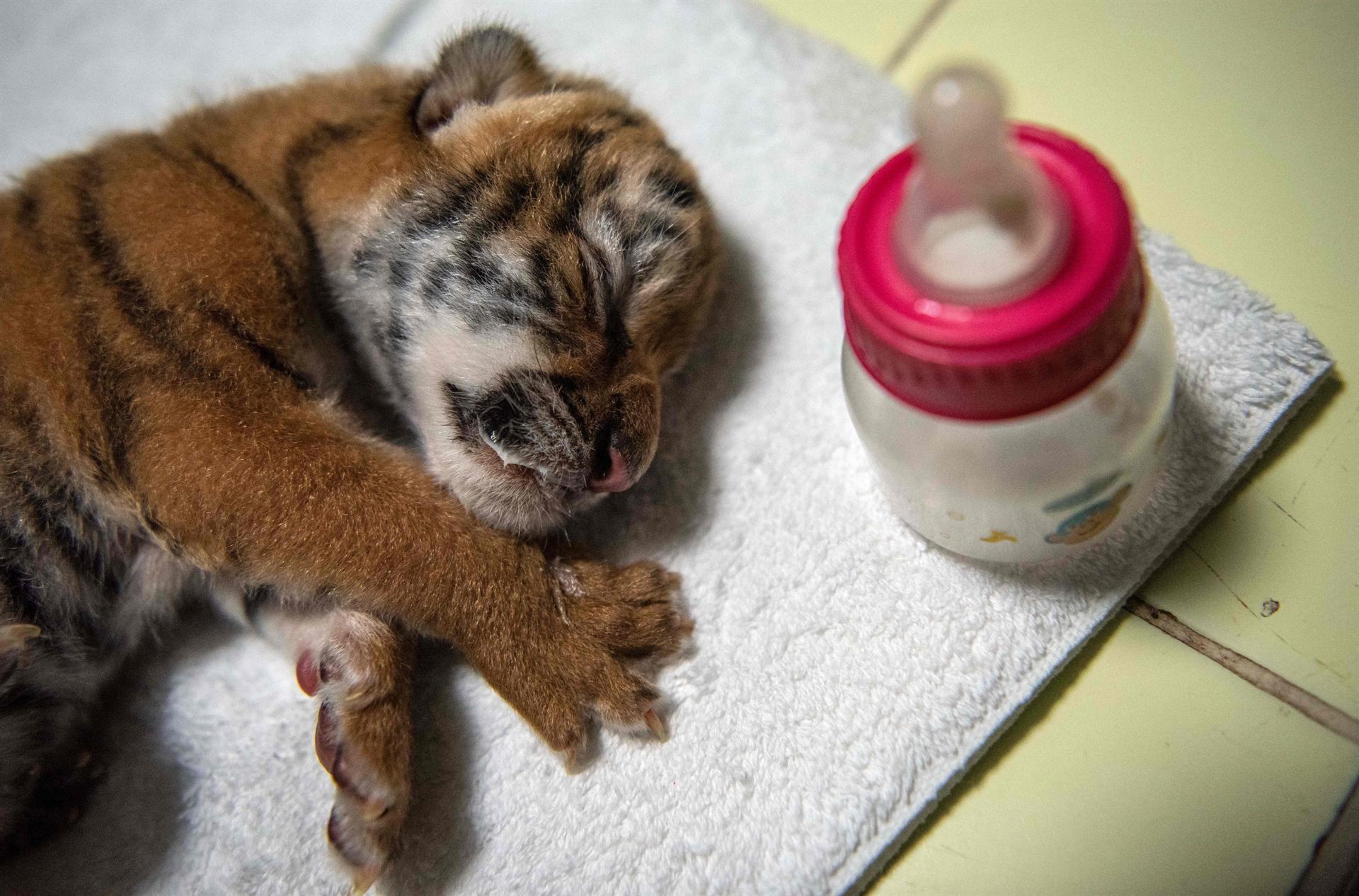 Nepal and India Count their Bengals in Tiger Census