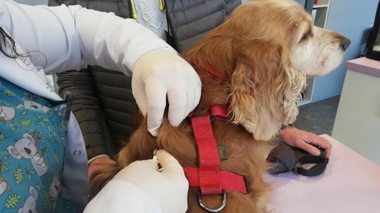 Some 78,000 pets registered to PETVET system in 2021: Ministry