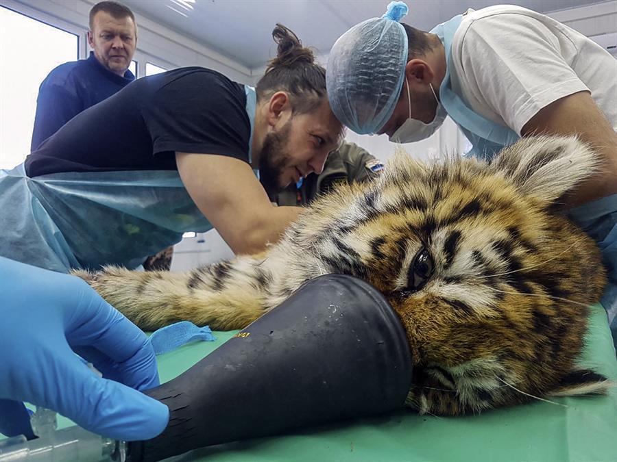 veterinarian with tiger
