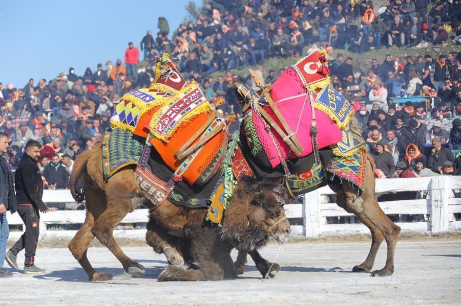 Camel Wrestling Attracts Thousands Despite Criticism