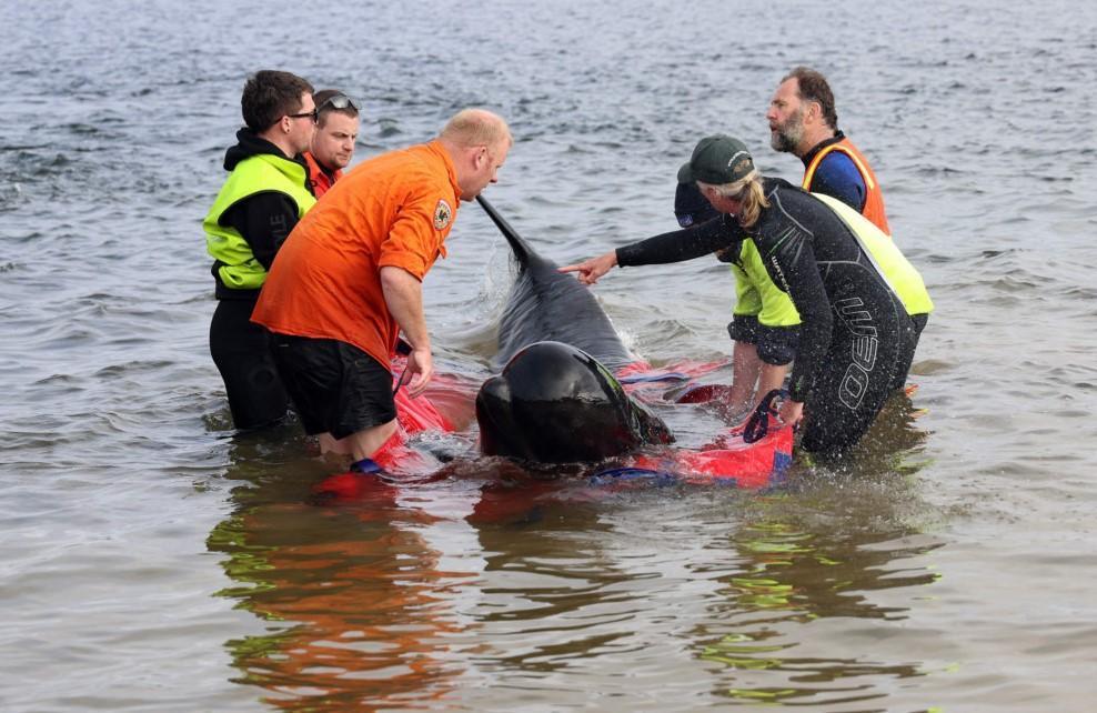 Australia says about 230 pilot whales stranded in Tasmania, half feared dead