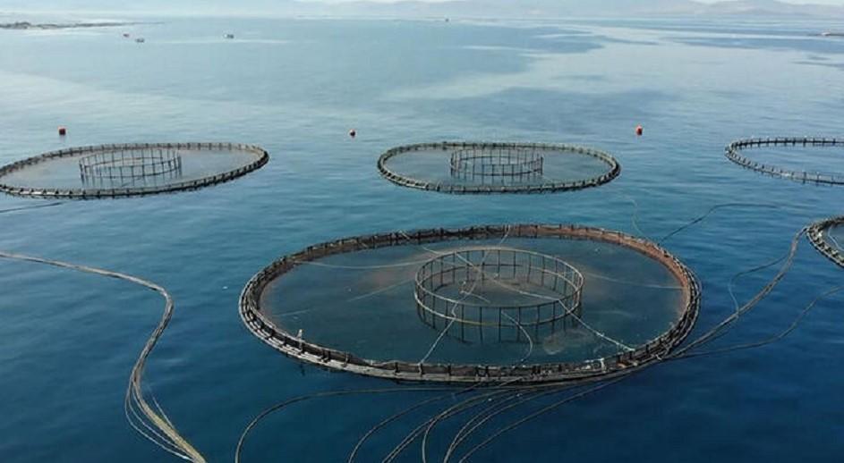 Türkiye ranks first in aquaculture production in EU - Latest News