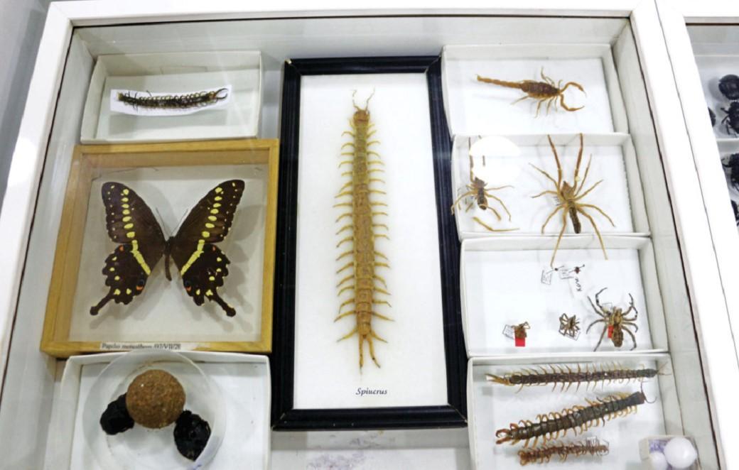 Museum displays insect species