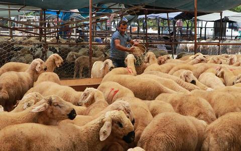 KURBANLIK FİYATLARI NE KADAR? 2023 Küçükbaş Ve Büyükbaş (canlı Hayvan ...