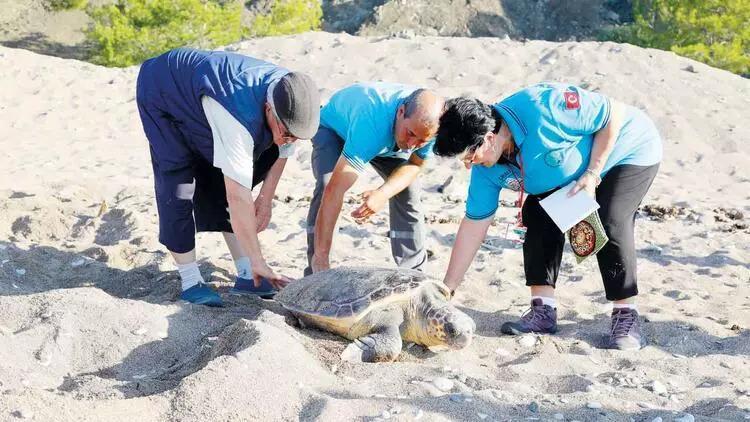 3 volunteers protect sea turtles' nests for 25 years - Türkiye News