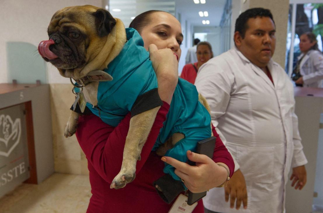 Animals become healing companions in Mexico hospital