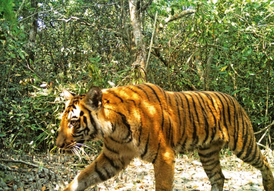 Indias Endangered Tiger Population Tops 3600