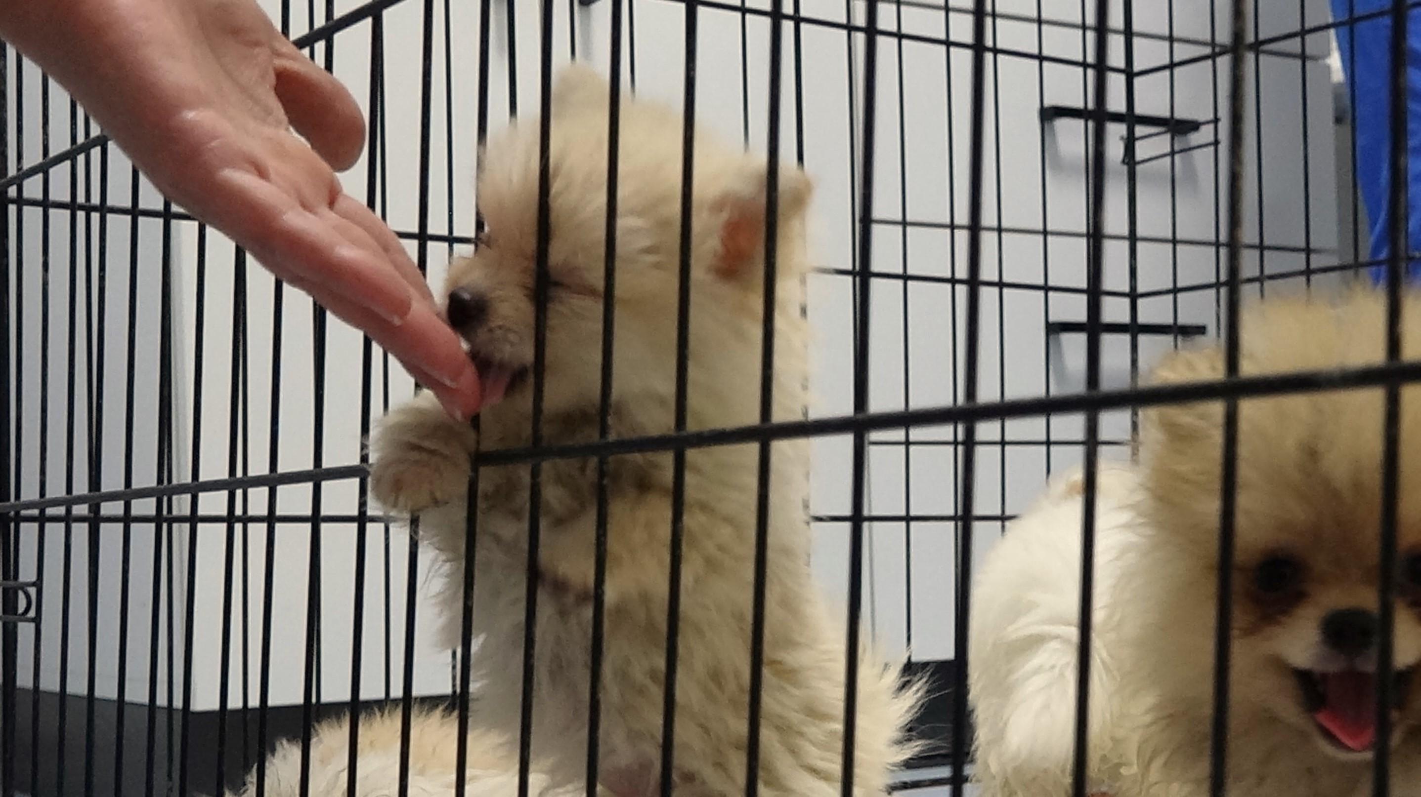 Pomeranian dog hot sale shelter