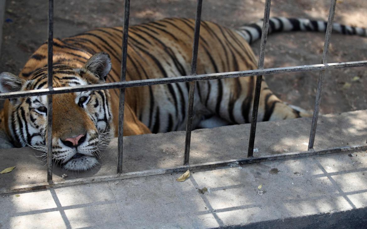 Baghdad Zoo Animals Suffer as Mercury Hits 50 Degrees