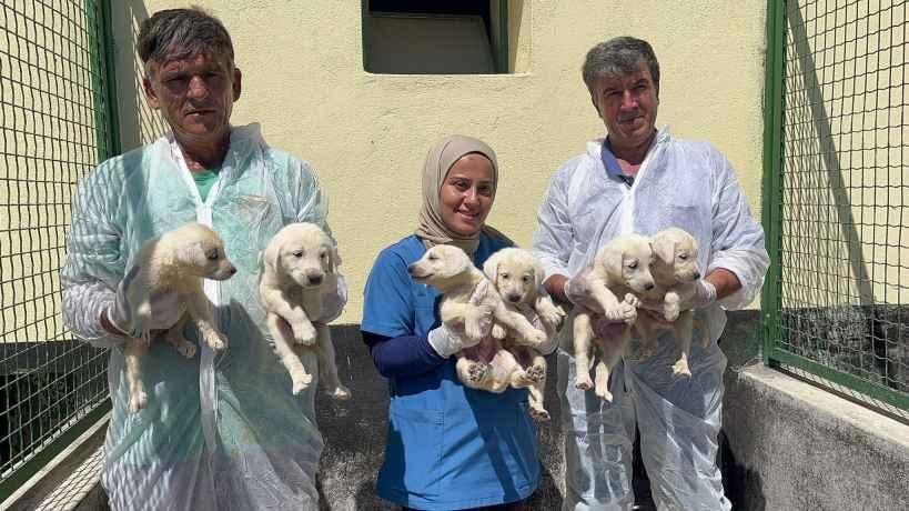 Turkish dog shop