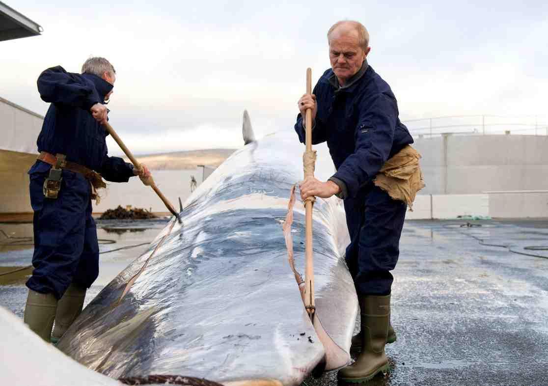 Iceland To Resume Whaling Under Stricter Conditions