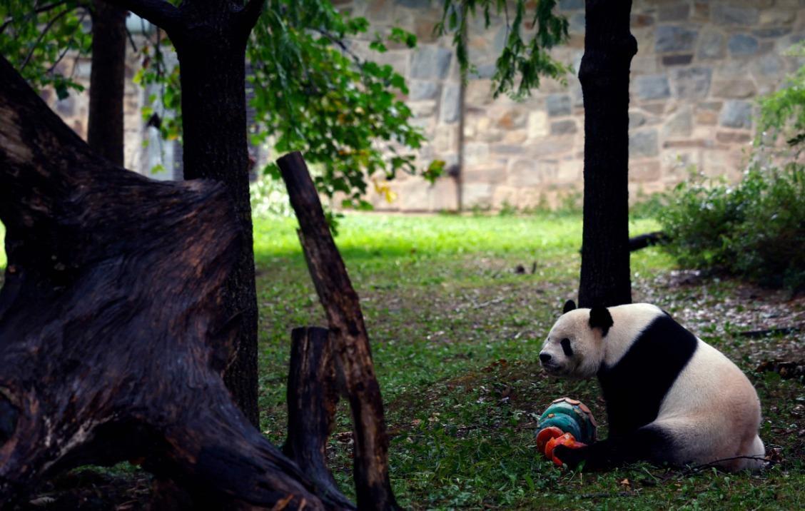 Goodbye, or Just Goodbye for Now? Pandas, Soft Power, and US-China  Relations