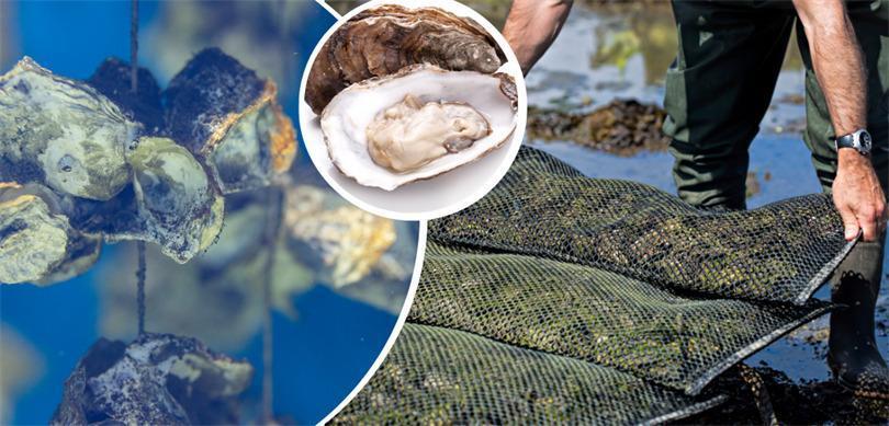 Türkiye gears up to launch oyster farming