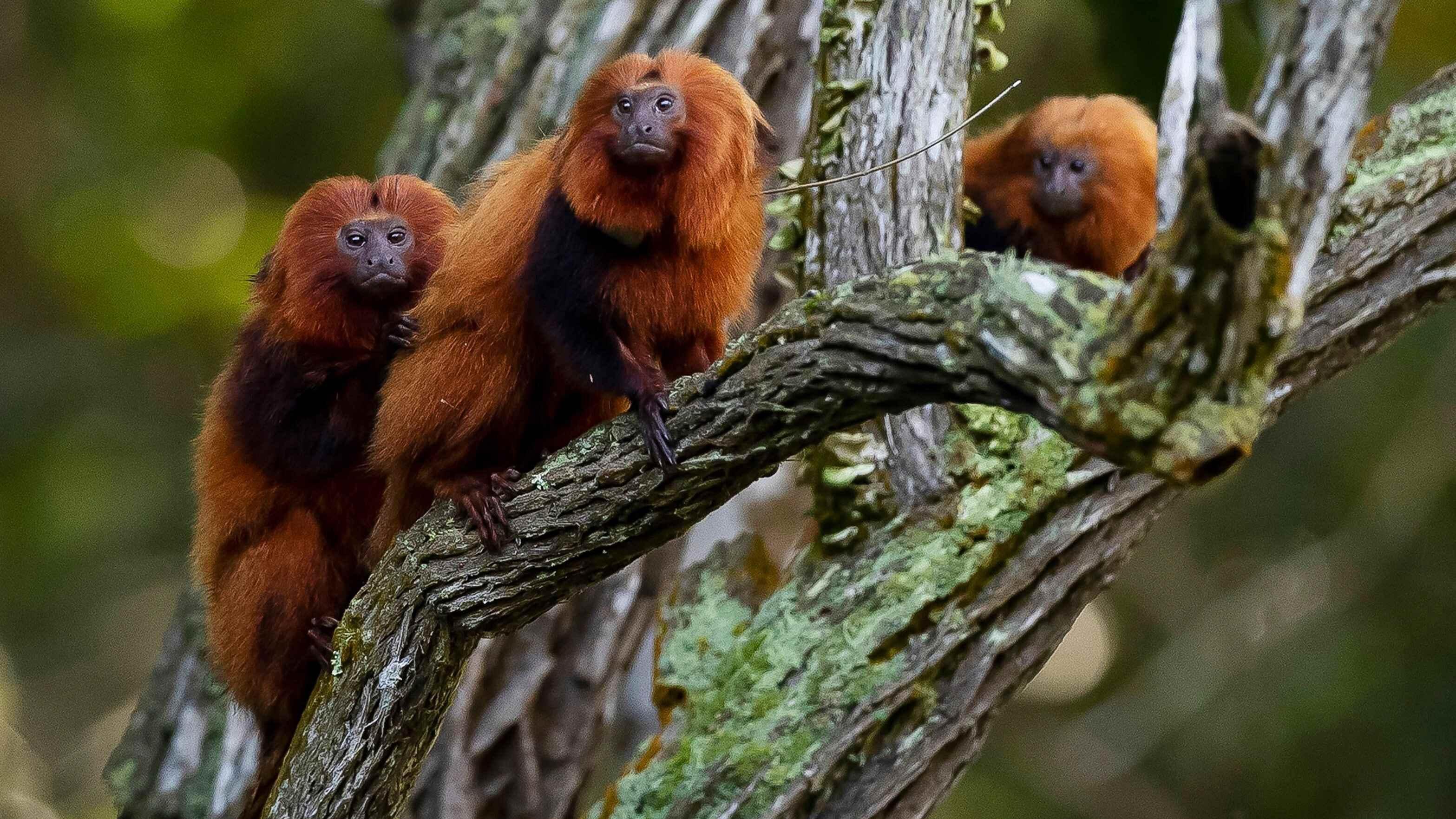 Saving Brazil's golden monkey, one green corridor at a time
