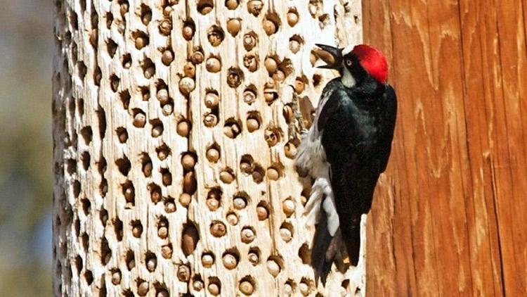 Bir ağacın içerisine tam 50 bin tane saklayabiliyorlar Bu manzara görenleri hayrete düşürdü