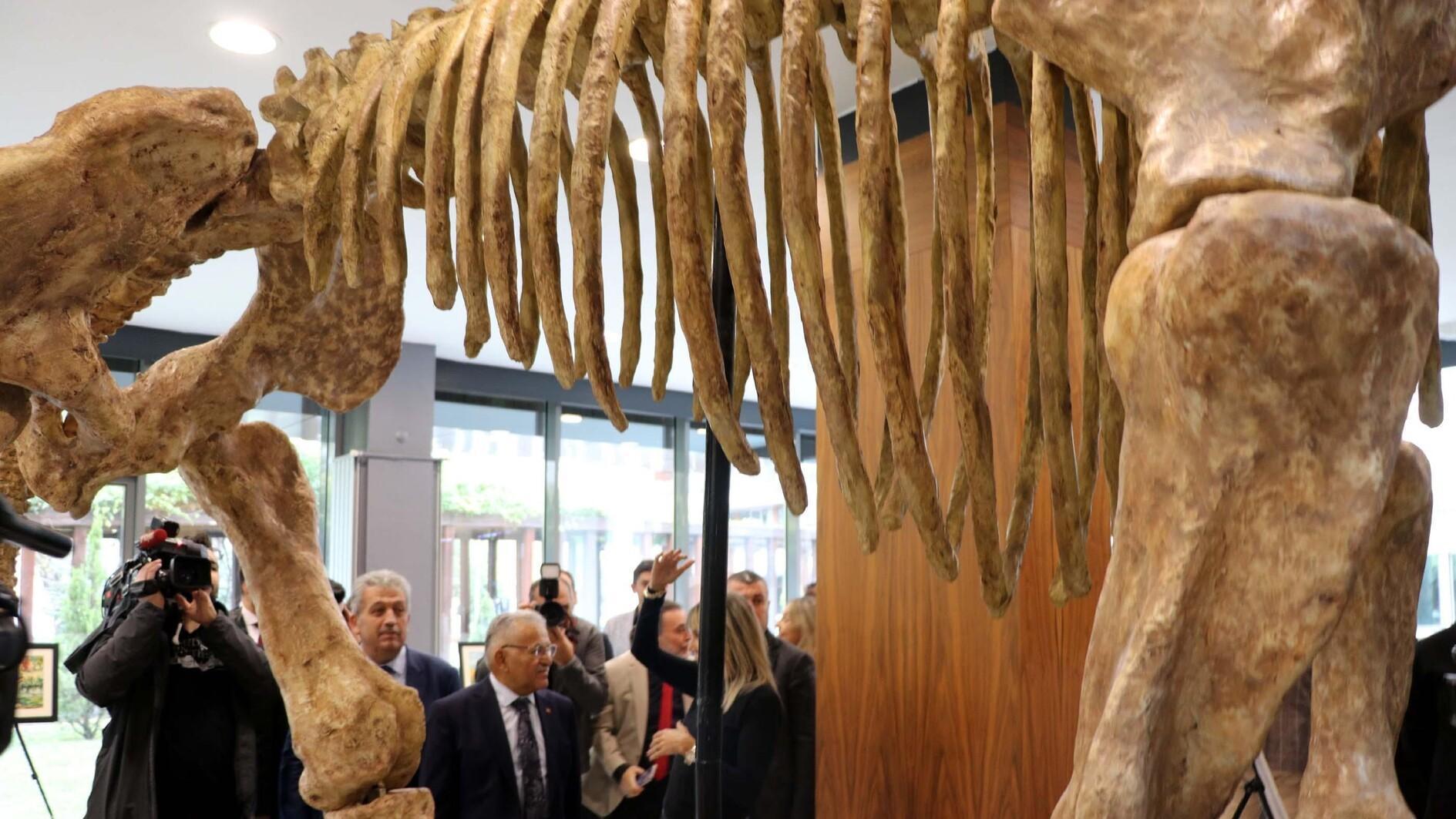 Millions Of Years Old Fossils On Display