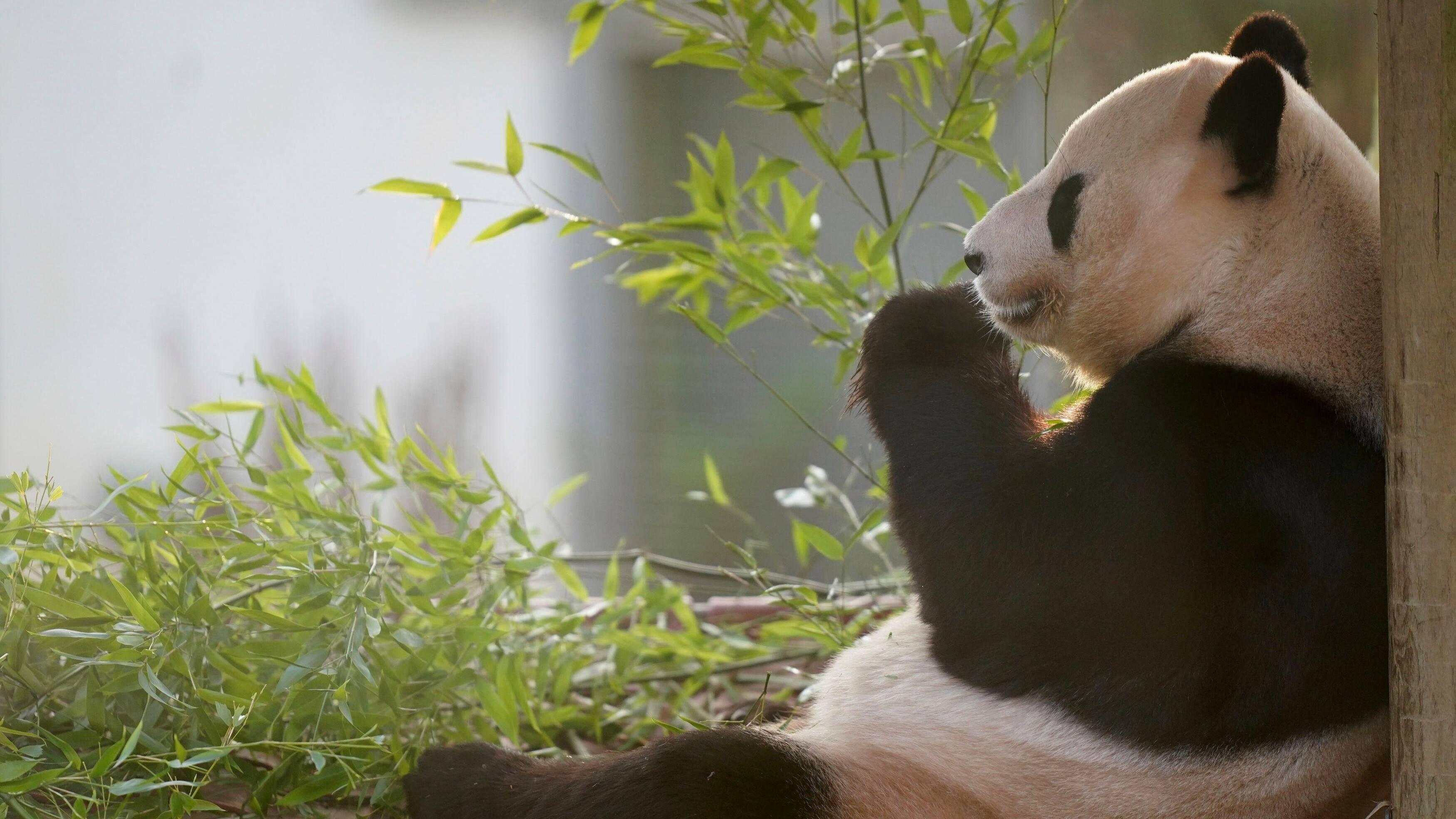 Scotland bids farewell to giant pandas