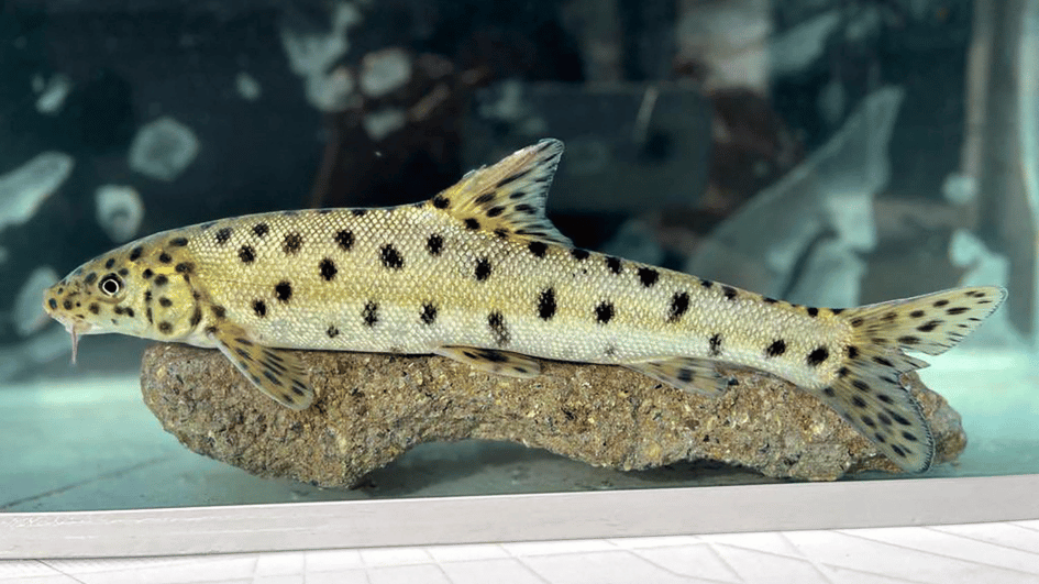 Discovery of endangered leopard barbel fish hailed in Türkiye