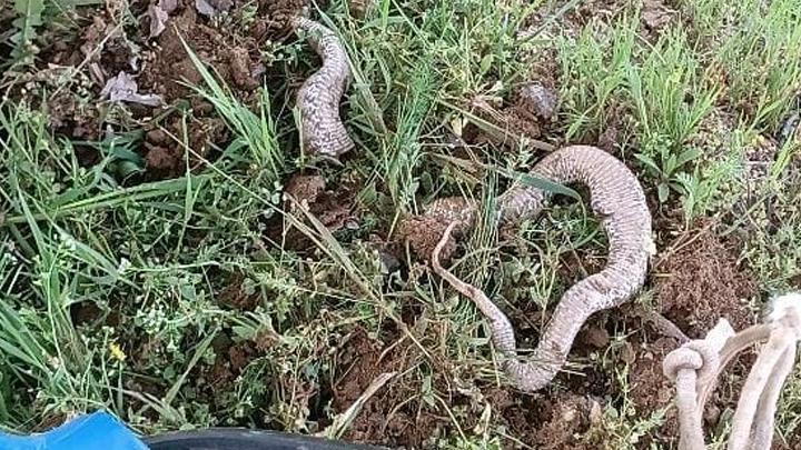 Elazığ'da çapa makinesine takılan 3 metrelik yılan öldü