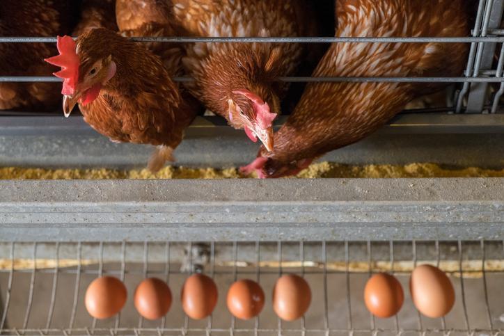 Yumurtanın taze mi yoksa bayat mı olduğu nasıl anlaşılır Kırdığınızda böyleyse o yumurtayı sakın tüketmeyin