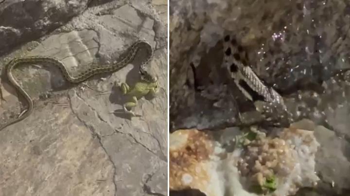 Antalya'da kurbağa avlayan yılana terlikli müdahale Yılana gözleme ve su