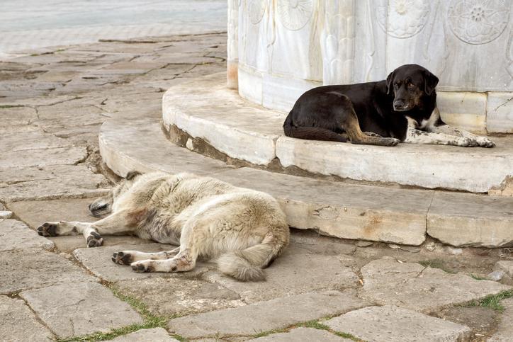 Sokak köpekleri uyutulacak mı? Sokak hayvanlarının uyutulması ne demek? Sokak hayvanları yasası 2024 son durum gelişmeleri!