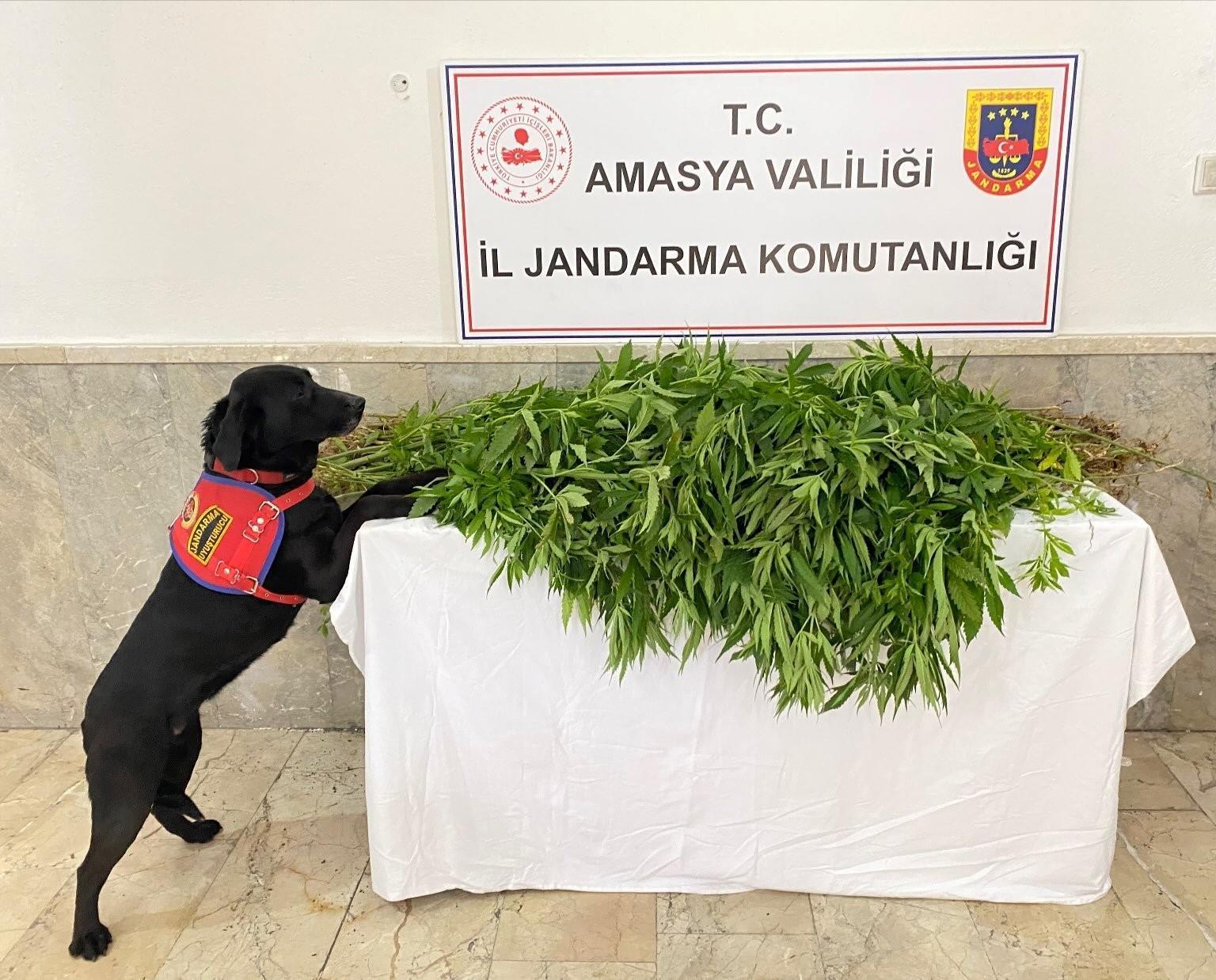 Merzifon Haberleri - Amasya'da uyuşturucuya 1 tutuklama - Son Dakika Amasya Haberleri