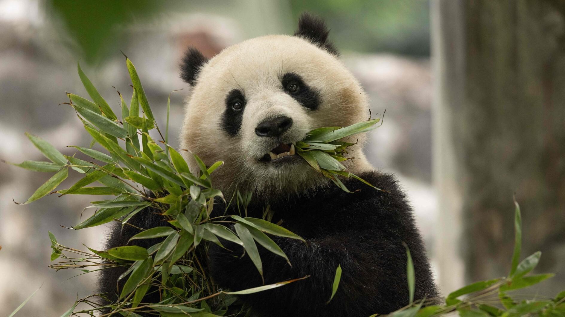 Giant pandas to return to Washington's National Zoo