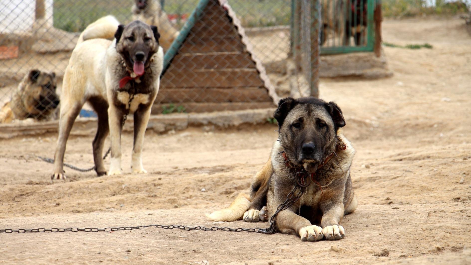 Over 20 stray dogs found dead in Yozgat - World News