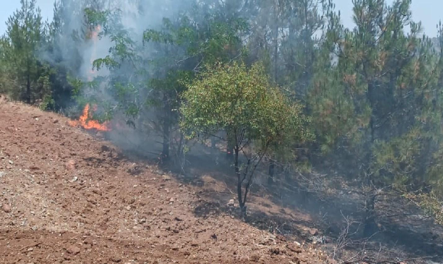 Kilis Haberleri - Kilis'te orman yangını söndürüldü - Son Dakika Yerel Haberler