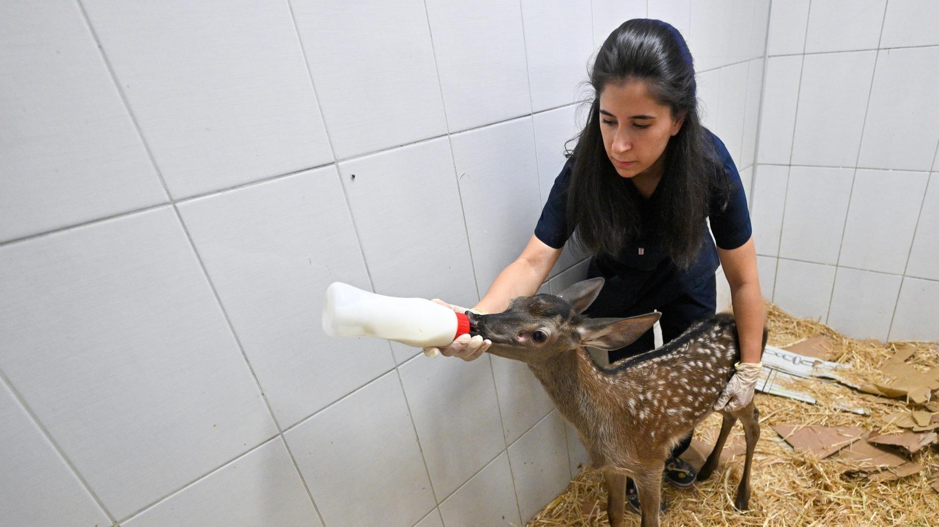 Wild animals receive special treatment in Ankara - Türkiye News