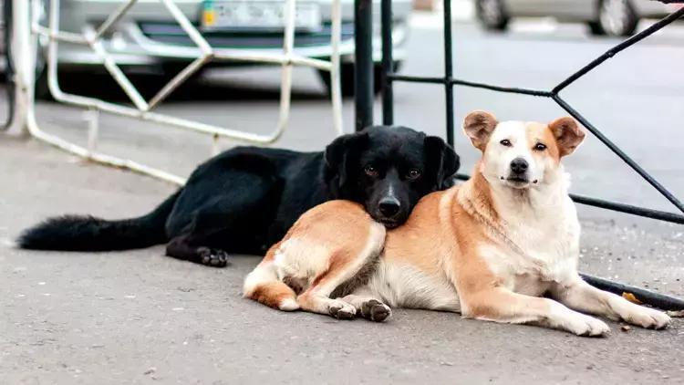 SOKAK HAYVANLARI YASASI SON DAKİKA 2024 | Sokak hayvanları yasası kabul  edildi mi, Meclis'ten geçti mi, maddeleri neler? Köpekler uyutulacak mı?  TBMM Başkanlığına sunuluyor! - Son Haberler