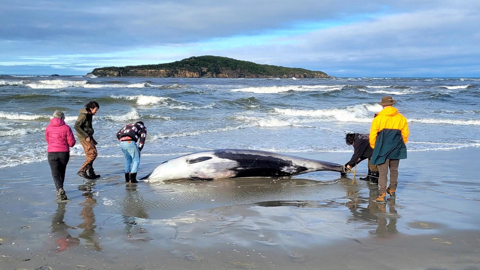 World's Rarest Whale Washes Up On New Zealand Beach