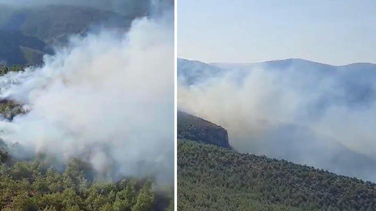 Muğla Milas'ta orman yangını