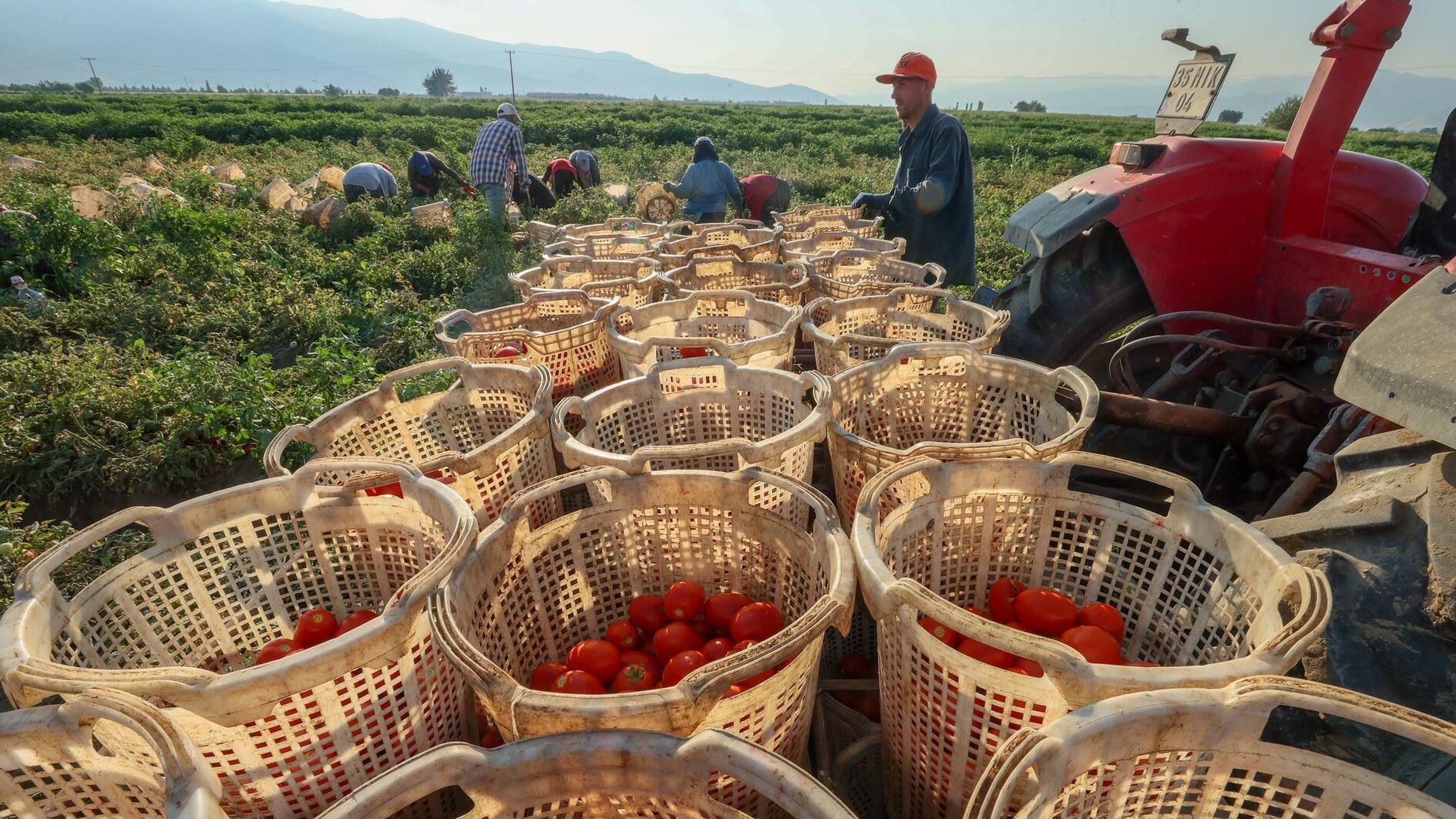 Türkiye experiences ‘plant migration,’ expert warns - Türkiye News