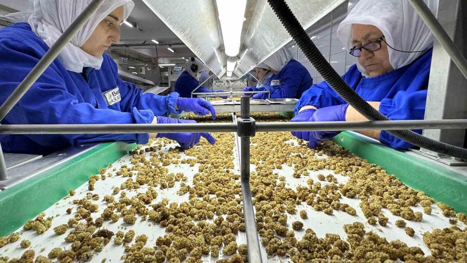 Türkiye aims for $1.8 billion in dried fruit exports this year