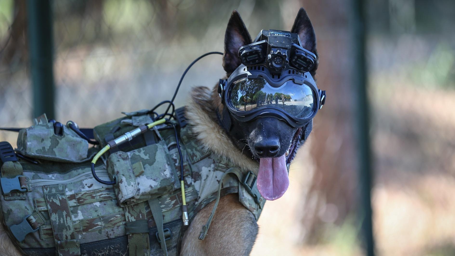 Turkish Army Unveils Remote Command System for Military Dogs