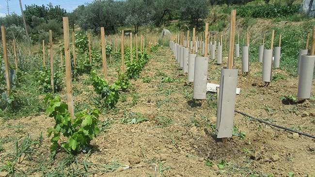 BAĞ BAHÇE İŞLERİ