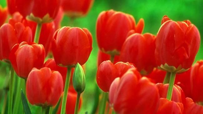 Rengarenk ve Mis Gibi Kokan Çiçekler ile Para Kazanın