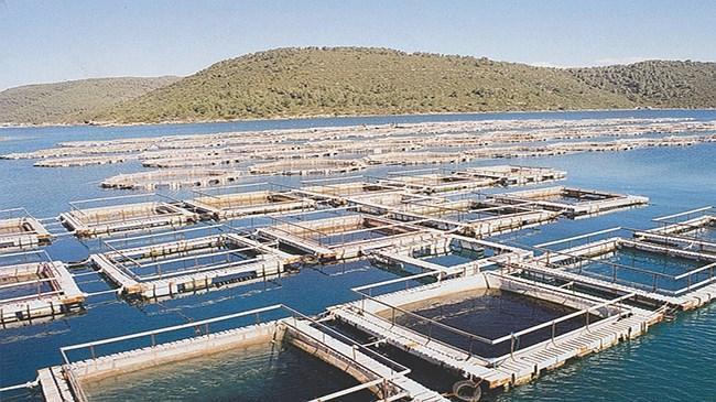 Balık Üretim Çiftliği Kurmak