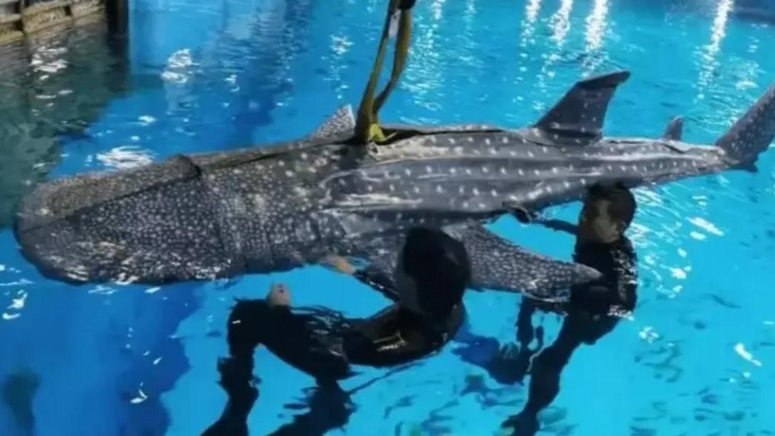 China aquarium's 'fake' whale shark flops with angry visitors