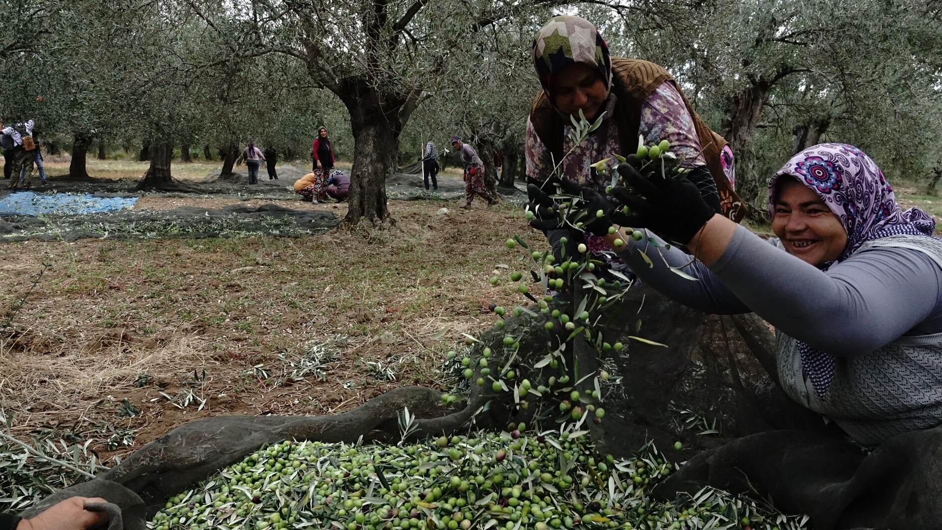 Türkiye iklim zorluklarına rağmen zeytin hasadı bekliyor