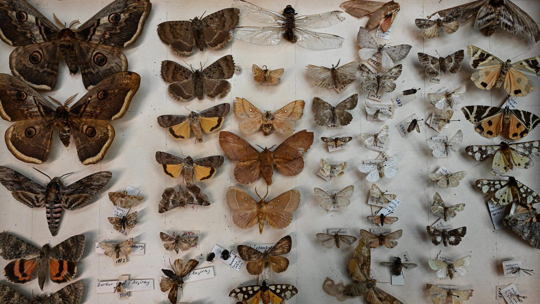 Istanbul’s age-old insect collection sheds light on changes to fauna