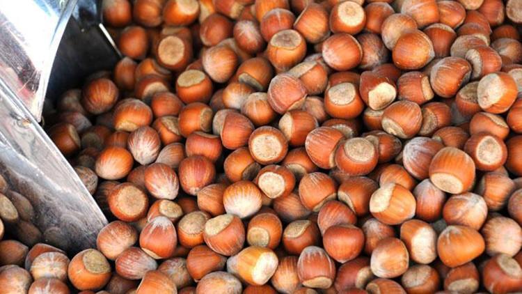 FINDIK FİYATLARI 2024-2025