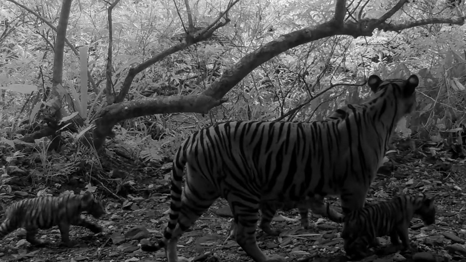 Trio of rare tiger cubs spotted in Thai national park