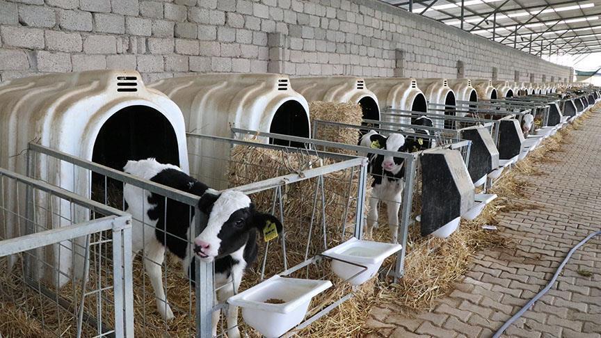 TARIM VE HAYVANCILIK DESTEK PAKETİ ŞARTLARI NELERDİR