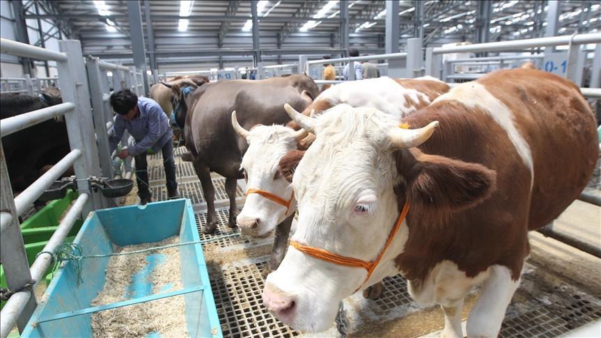 TARIM VE HAYVANCILIK DESTEK PAKETİ BAŞVURU EKRANI VE ŞARTLARI 2025: Cumhurbaşkanı Erdoğan açıkladı 2 yıla kadar geri ödemesiz kredi seçeneği Kırsalda Bereket, Hayvancılığa Destek Projesi başvuruları başladı mı, ne zaman ve nereden yapılır, kimler başvuru yapabilir