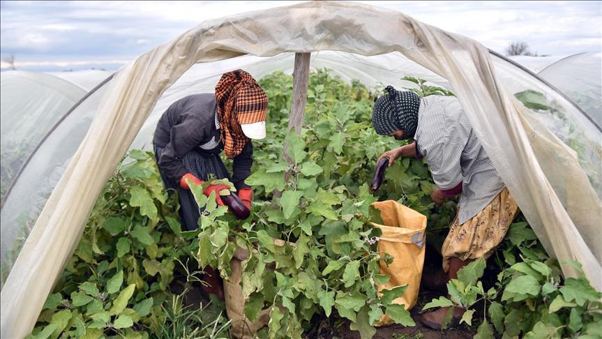 MAZOT GÜBRE DESTEĞİ YATTI MI MAZOT GÜBRE DESTEĞİ YATTI MI