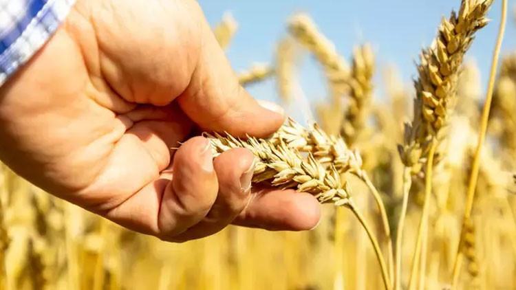 TARIMSAL DESTEK ÖDEMELERİ HANGİ İLLERDE YATACAK