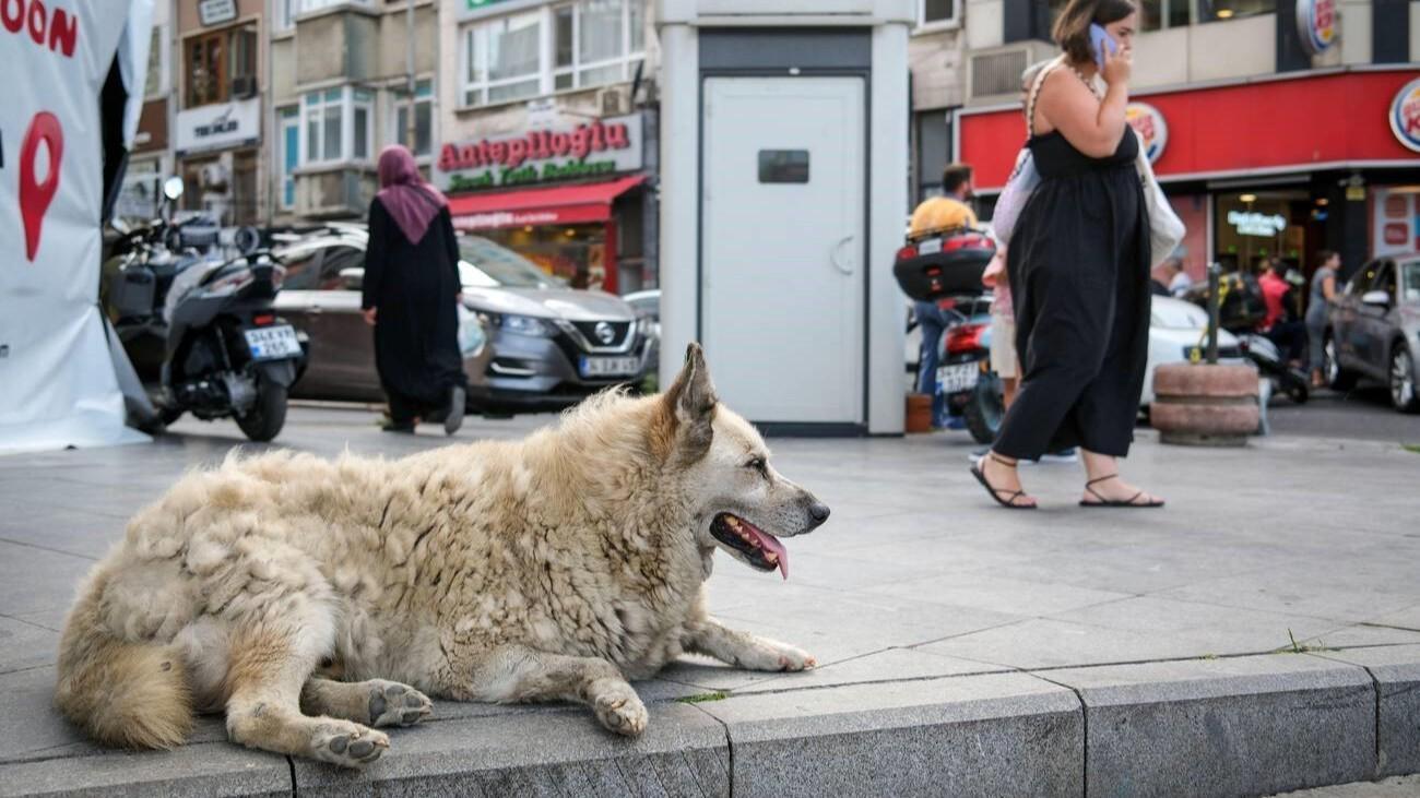 Municipalities to face bi-monthly inspections for handling of stray animals